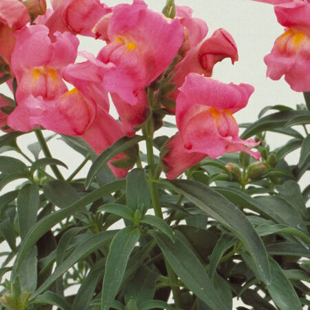 Rose Pink Floral Showers, (F1) Snapdragon Seeds - Packet image number null